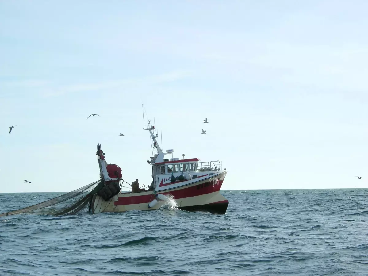 Balık Sayısında Artış