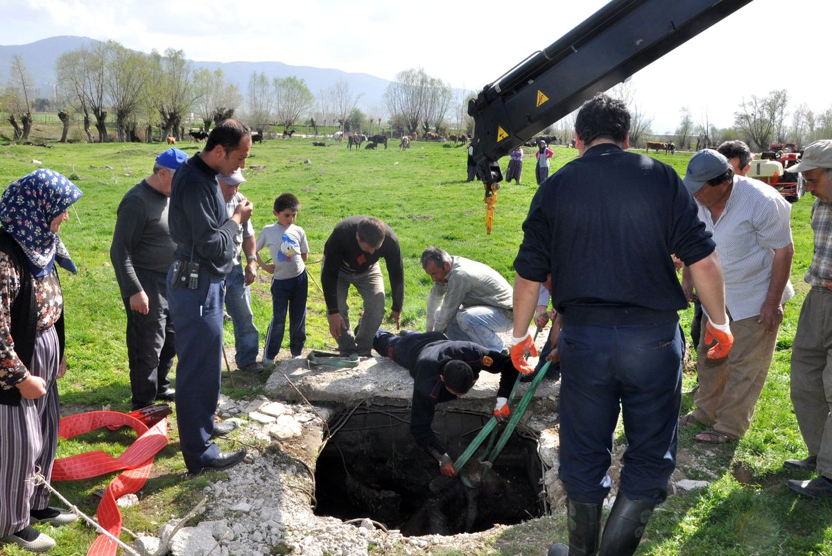 Foseptik Çukuruna Düşen İneği Kurtarma Operasyonu