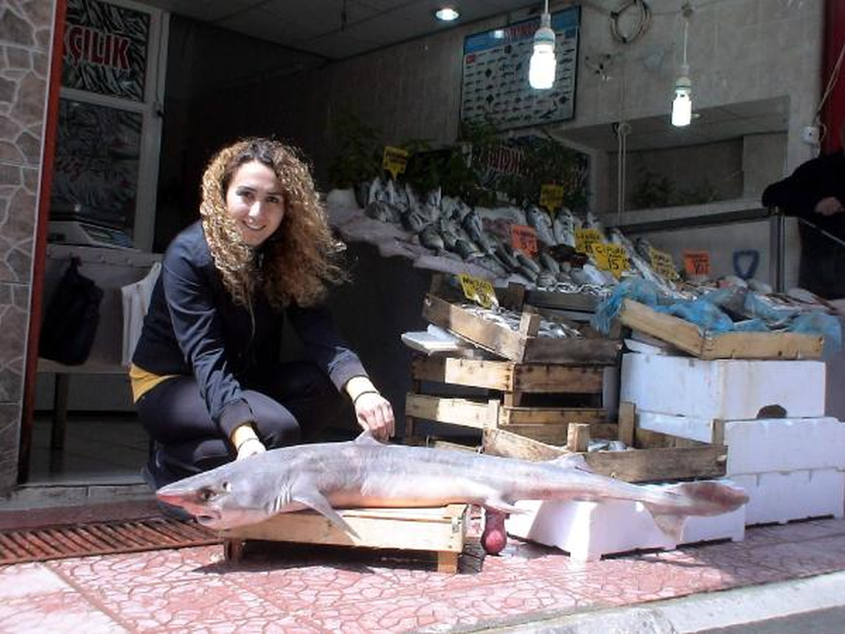Sinop\'ta Balıkçının Ağına Köpek Balığı Takıldı