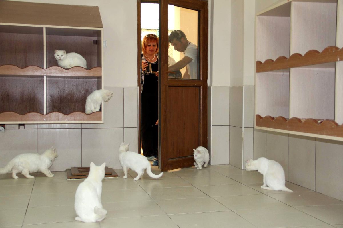 Van Kedi Evi'ne Turist İlgisi