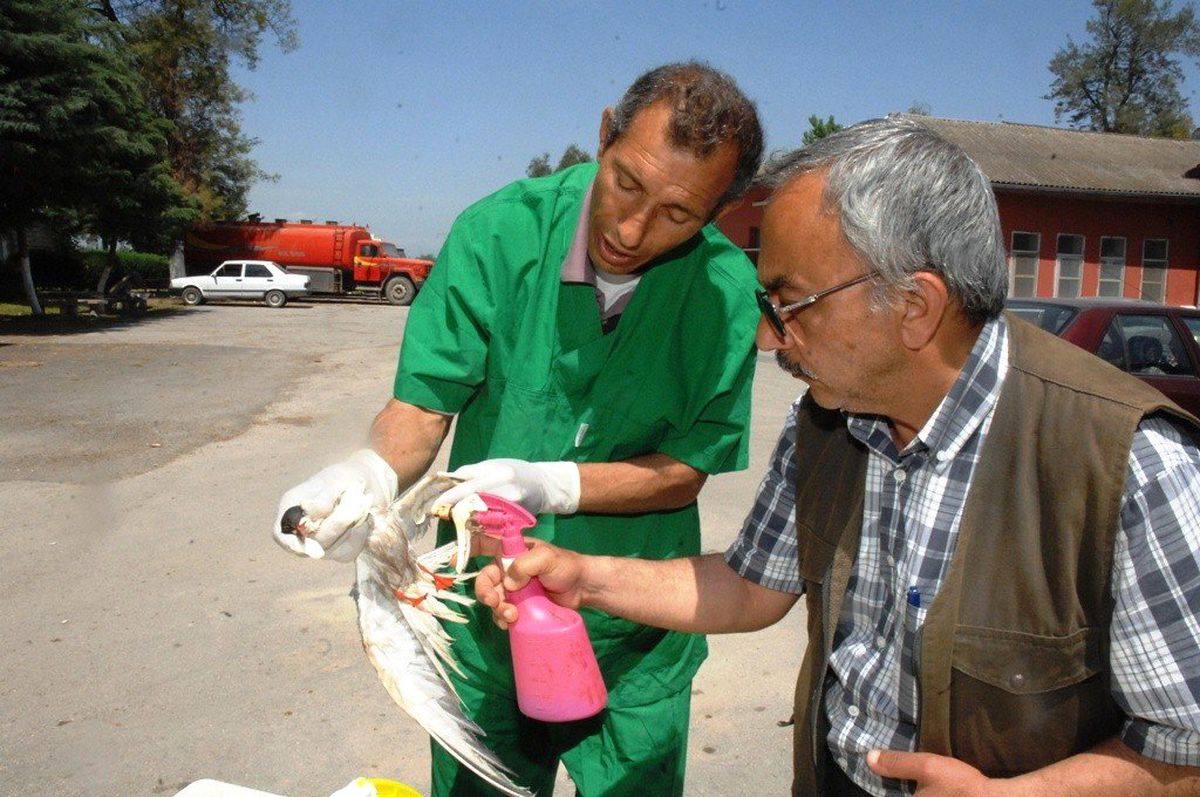 Yaralı Balıkçıl Belediye Tedavi Ediyor