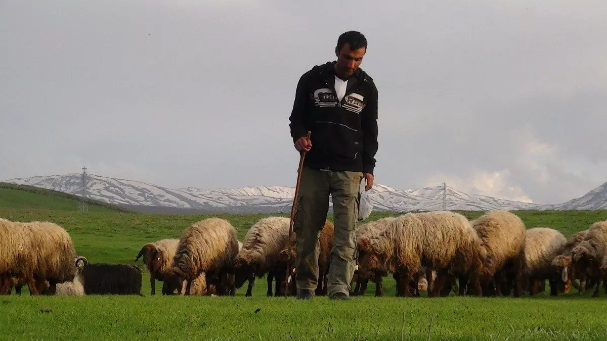 Bitlis\'te Sürüler Meralara Çıkarılmaya Başlandı