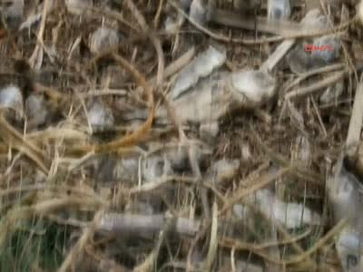 Çankırı\'da Karaya Vuran Ölü Balıklar Korkuttu