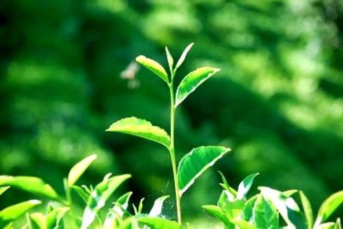 Çay Tarımı Alanları Belirlendi