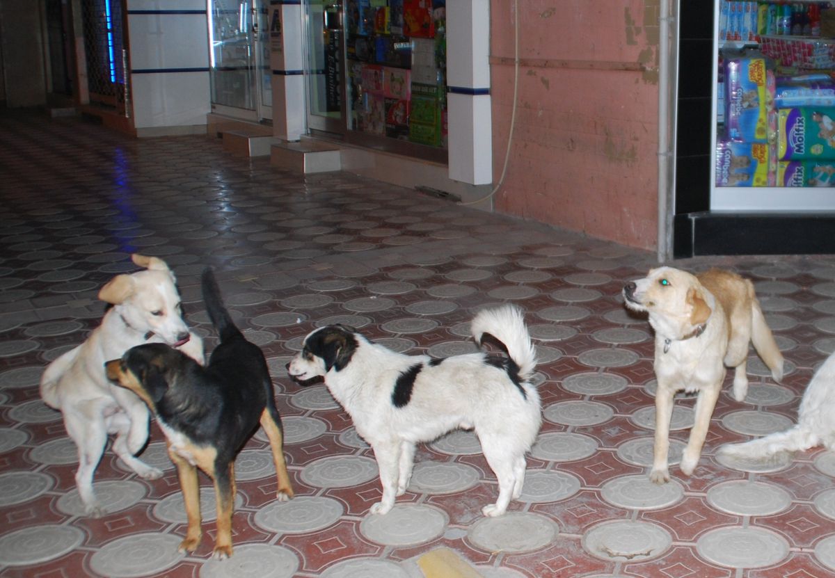 Bafra\'da Başıboş Köpek Sorunu