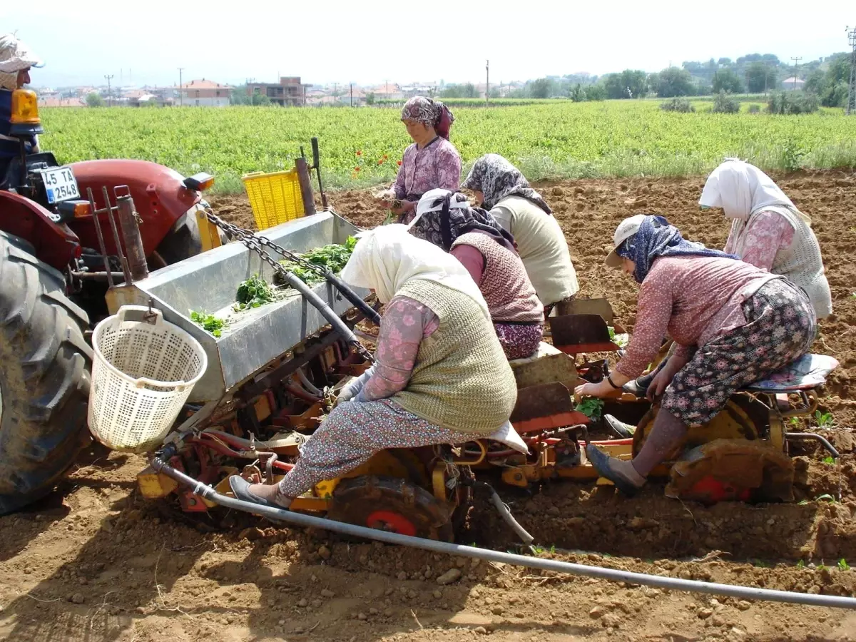 Sarıgöl\'de Tütün Dikimine Başlandı