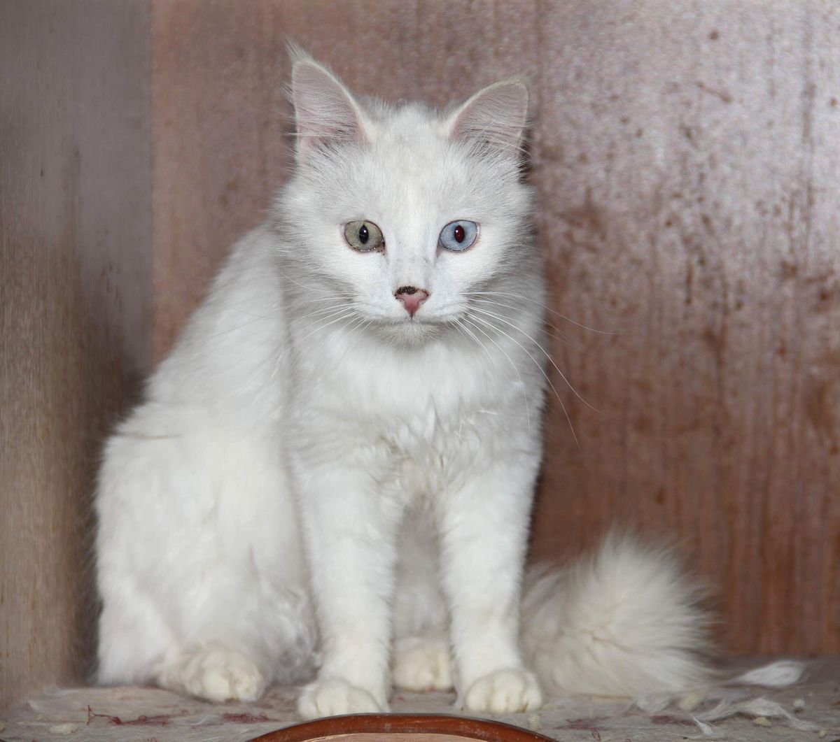 Yyü\'de Misafir Kedi Dönemi