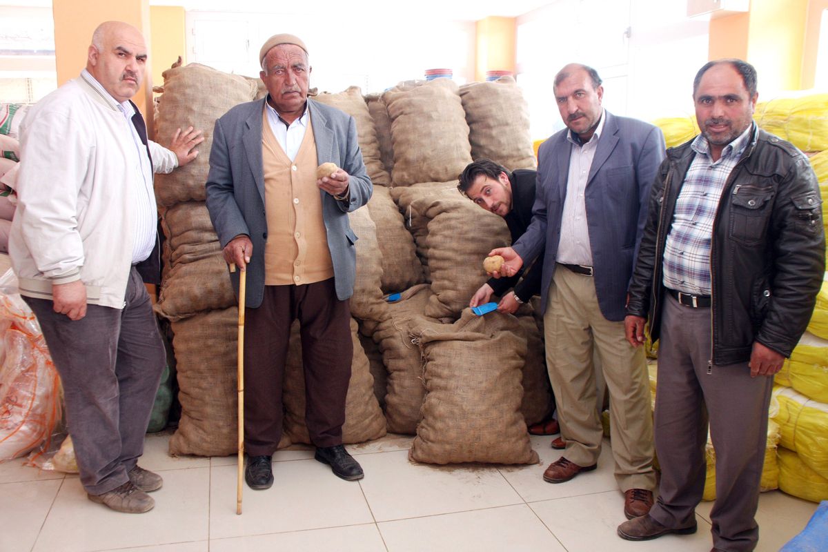 Ahlat'ta Sertifikalı Patates Üretiliyor
