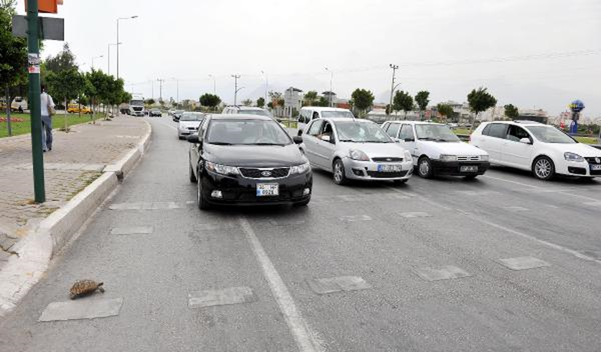 Ana Caddede Kaplumbağa Geçişi