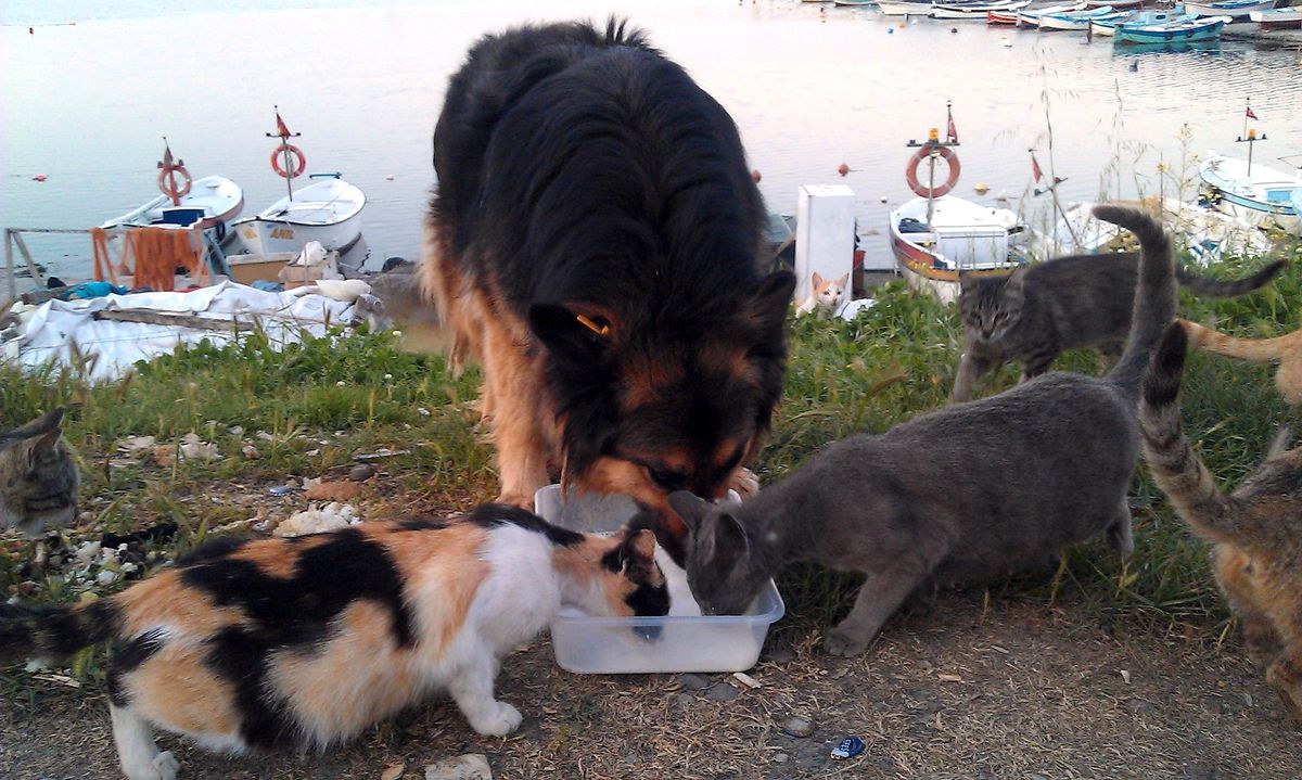 Kedi ve Köpek Aynı Kaptan Süt İçiyor