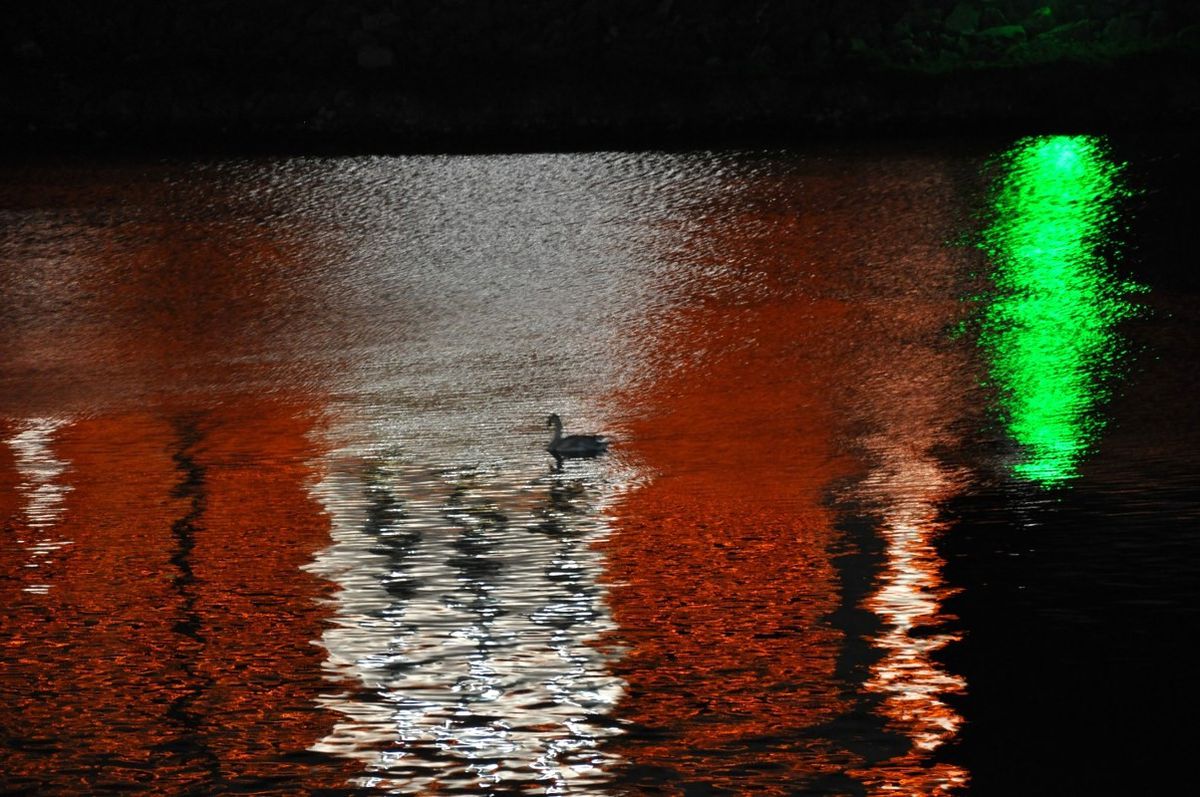 Yakamozda Yalnız Bir Kuğu