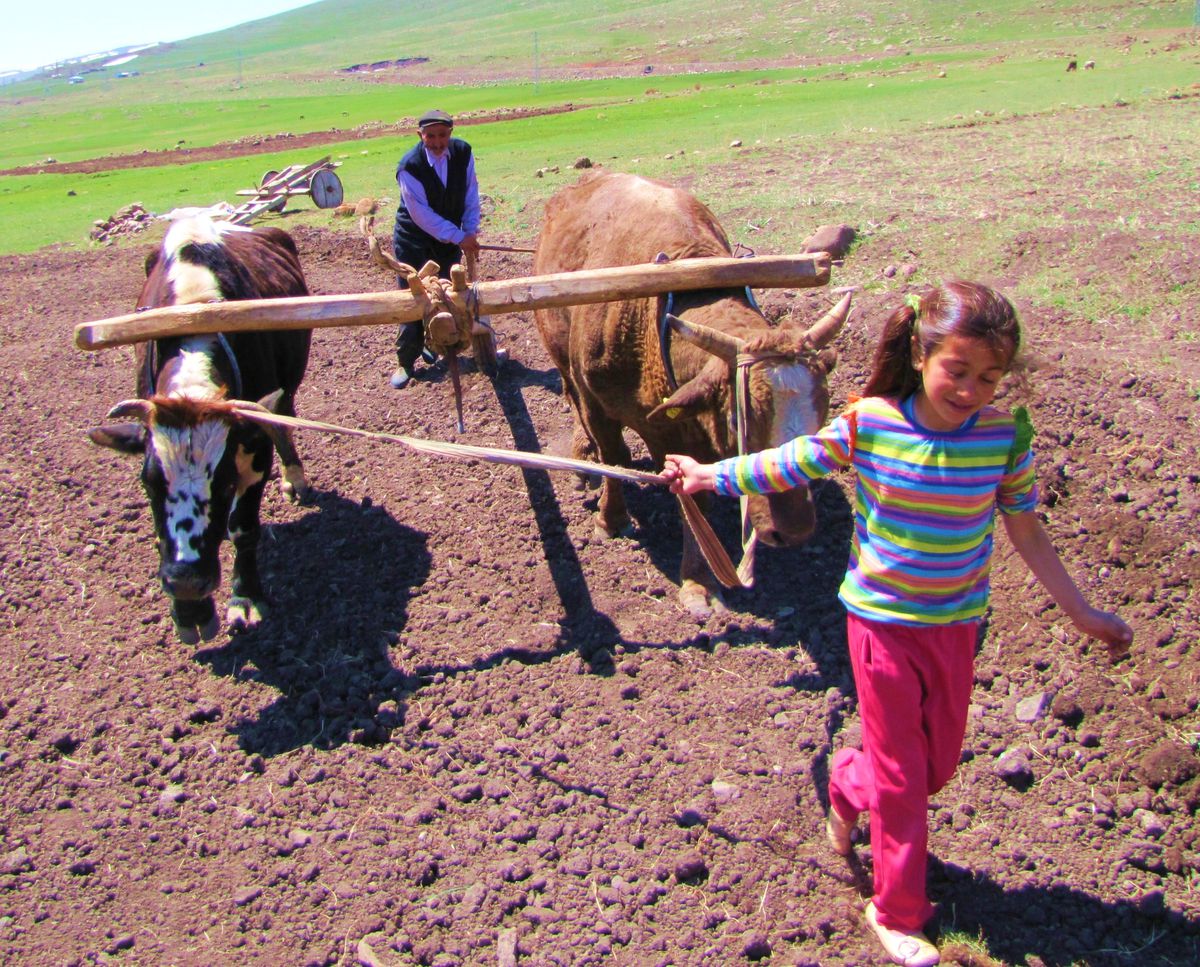 Çiftçi İlkel Metota Döndü