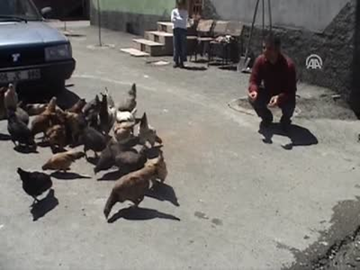 Horozun Yumurtladığı İddia Edildi