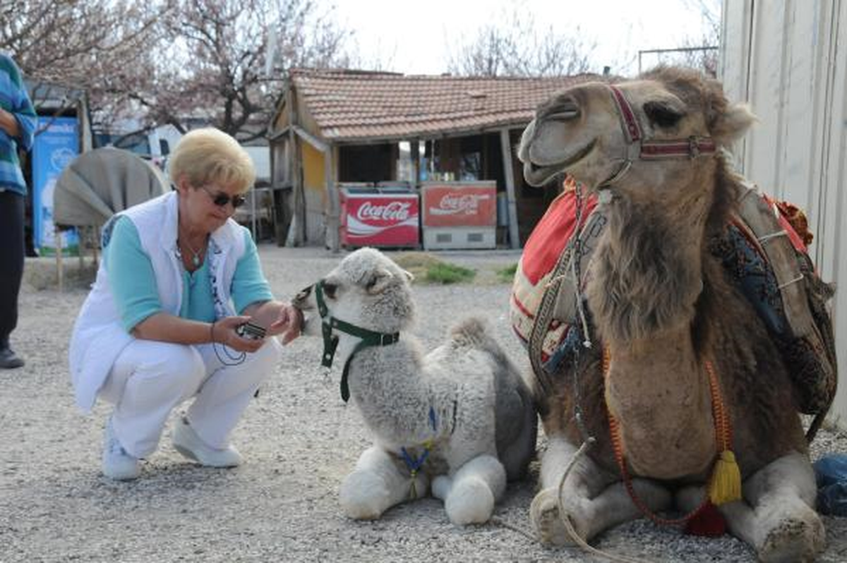 Kapadokya\'da Turistlerin Deve İlgisi