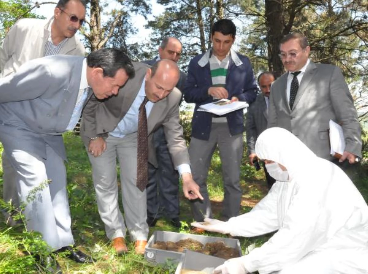 Kocaeli'de Çam Kese Böceğine Karşı Biyolojik Mücadele