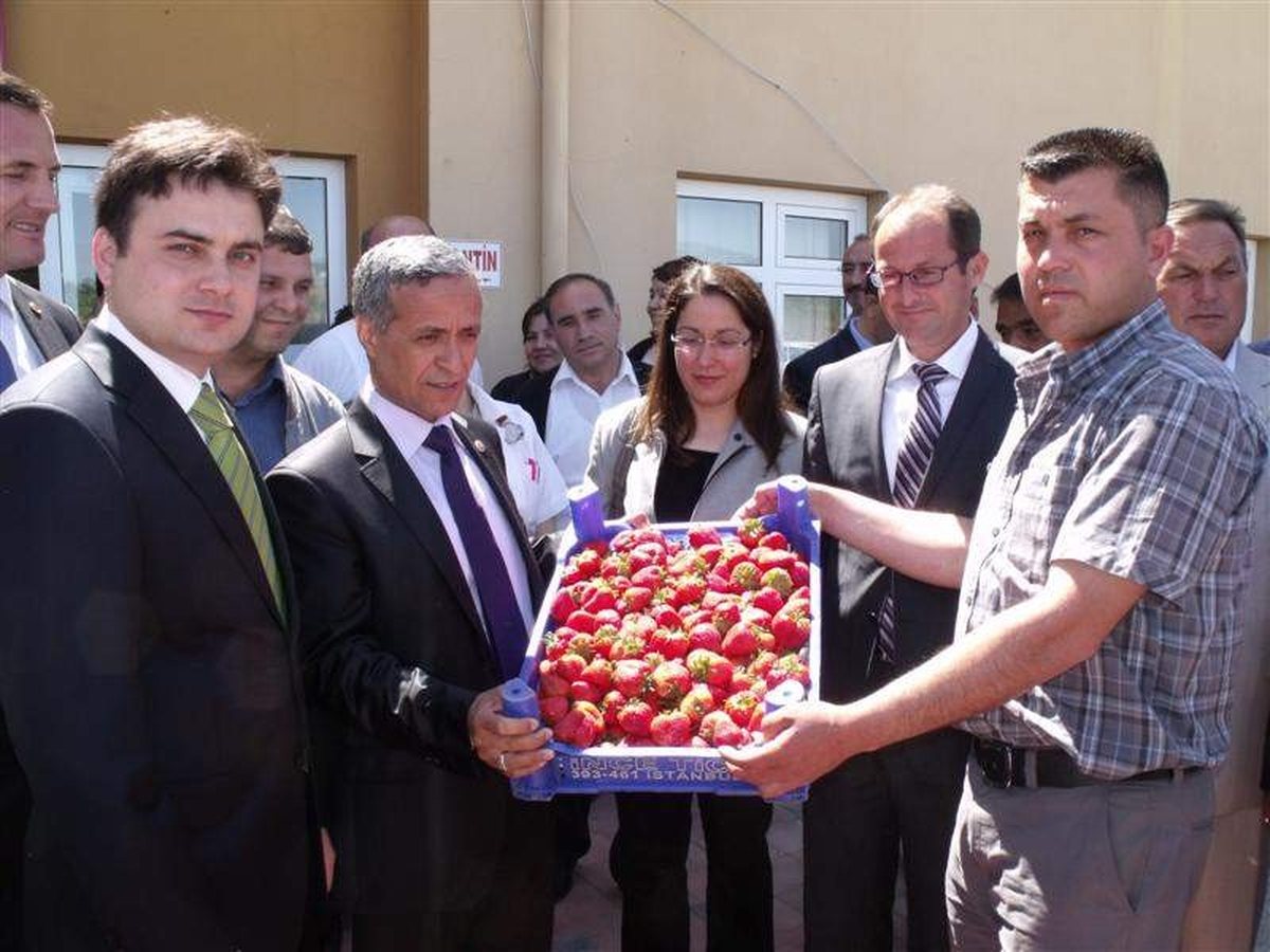 Köprübaşı İlçesinde Çilek Hasadı Başladı