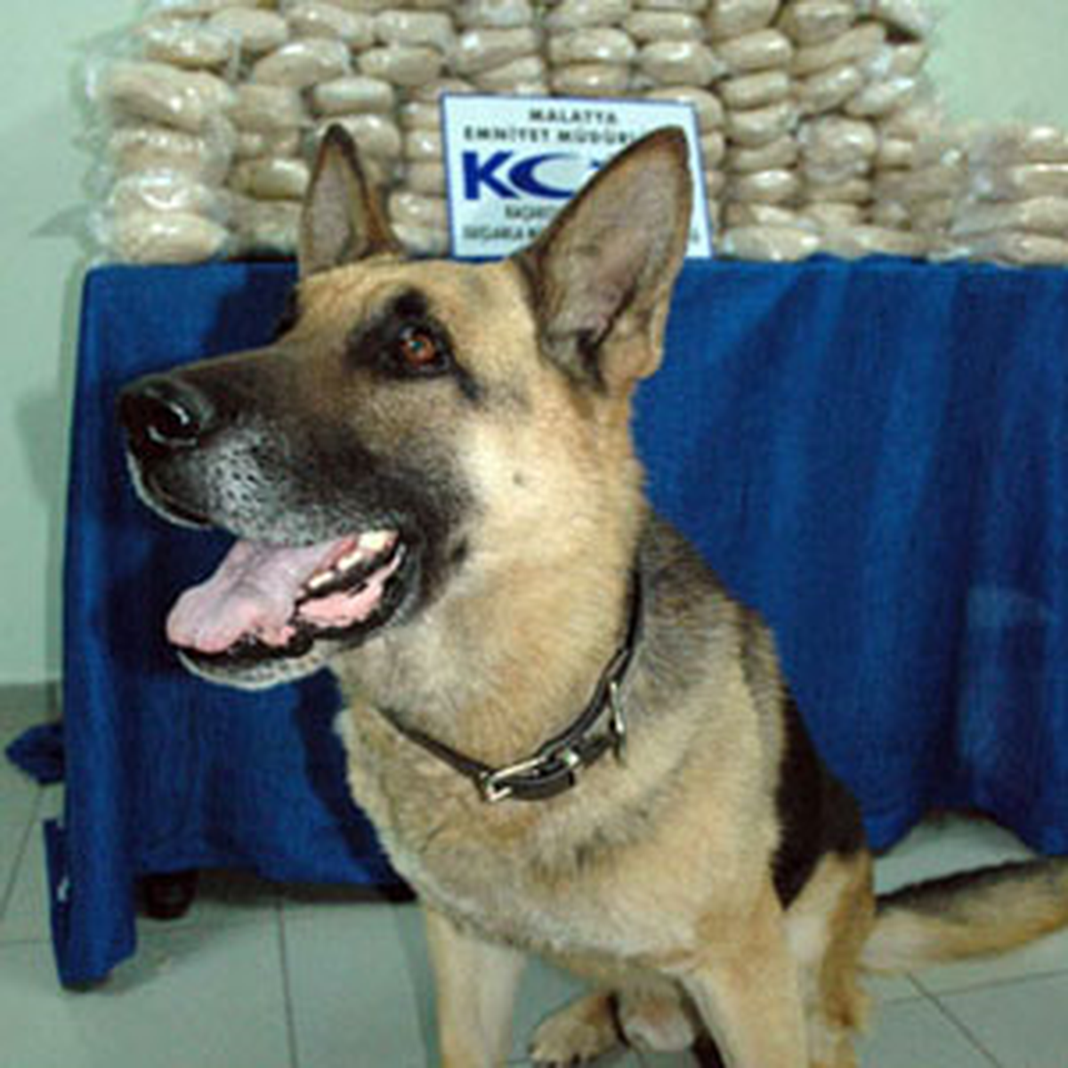 Narkotik Köpekler Uyuşturucuya Geçit Vermiyor