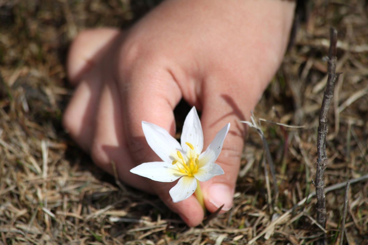 Uzmanlardan 'Çiğdem Çiçeği' Uyarısı