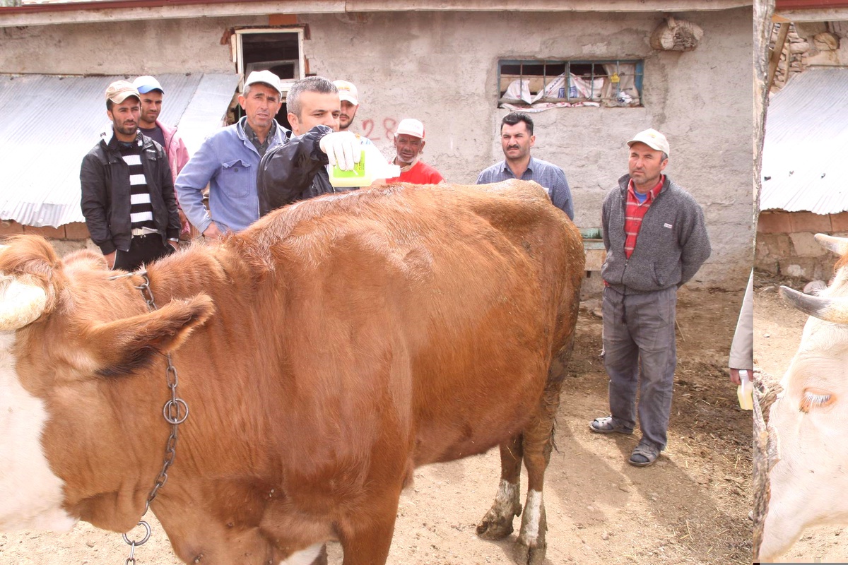 Yozgat\'ta Hayvanlar Keneye Karşı İlaçlanıyor