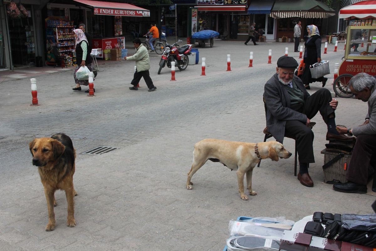 Alaplı\'da Başıboş Köpekler Tehlike Saçıyor