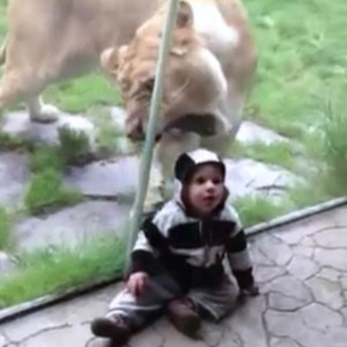 Aslan, Çocuğu Zebra Sandı, Saldırdı