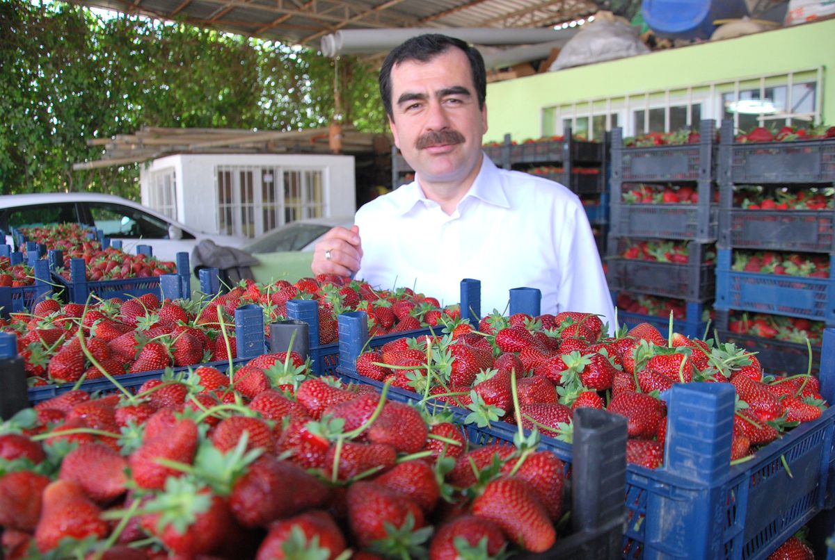 Aydın Çileği Döviz Yağdıracak