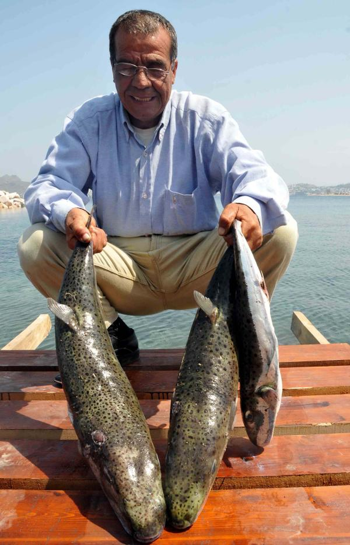 Bodrum Denizlerinde, Zehirli 'Balon Balığı' Akını