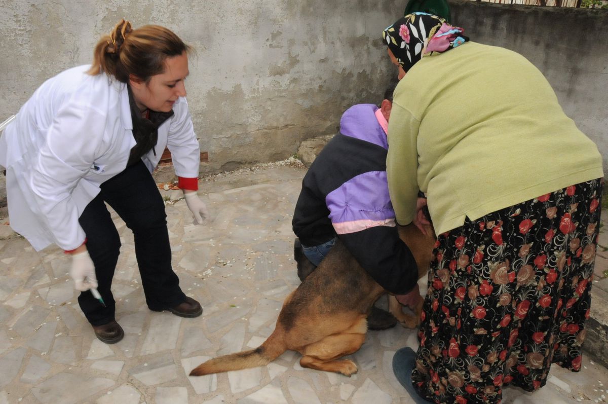 Çorlu\'da 830 Kedi ve Köpek Aşılandı