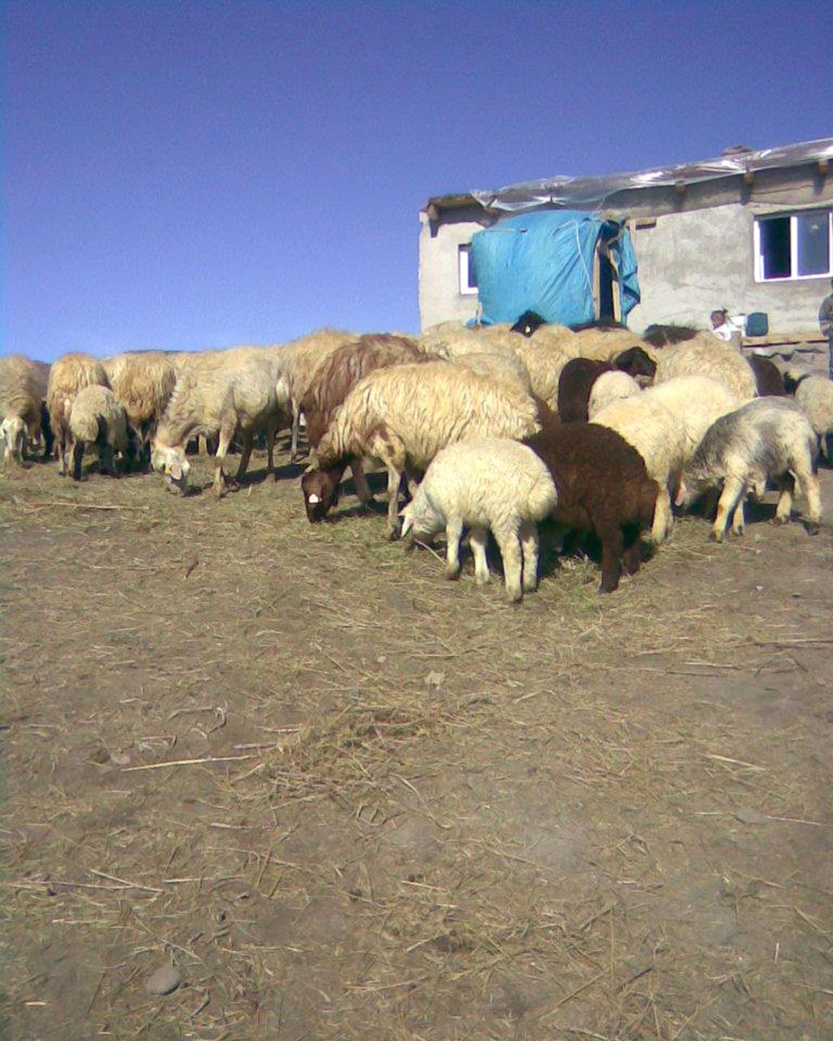 Kangal Köpeklerin Koyun Nöbeti