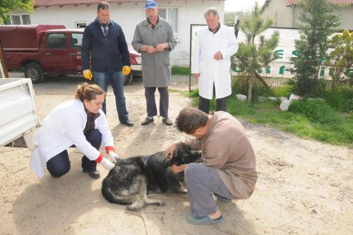 Köpeklere \'Kene\' Banyosu