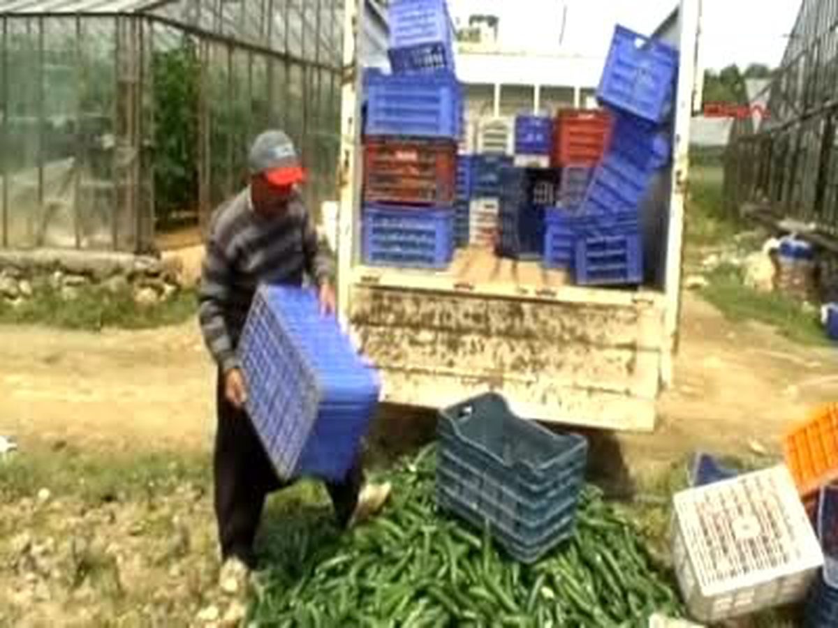 6 Ton Salatalığı Sokağa Döktü