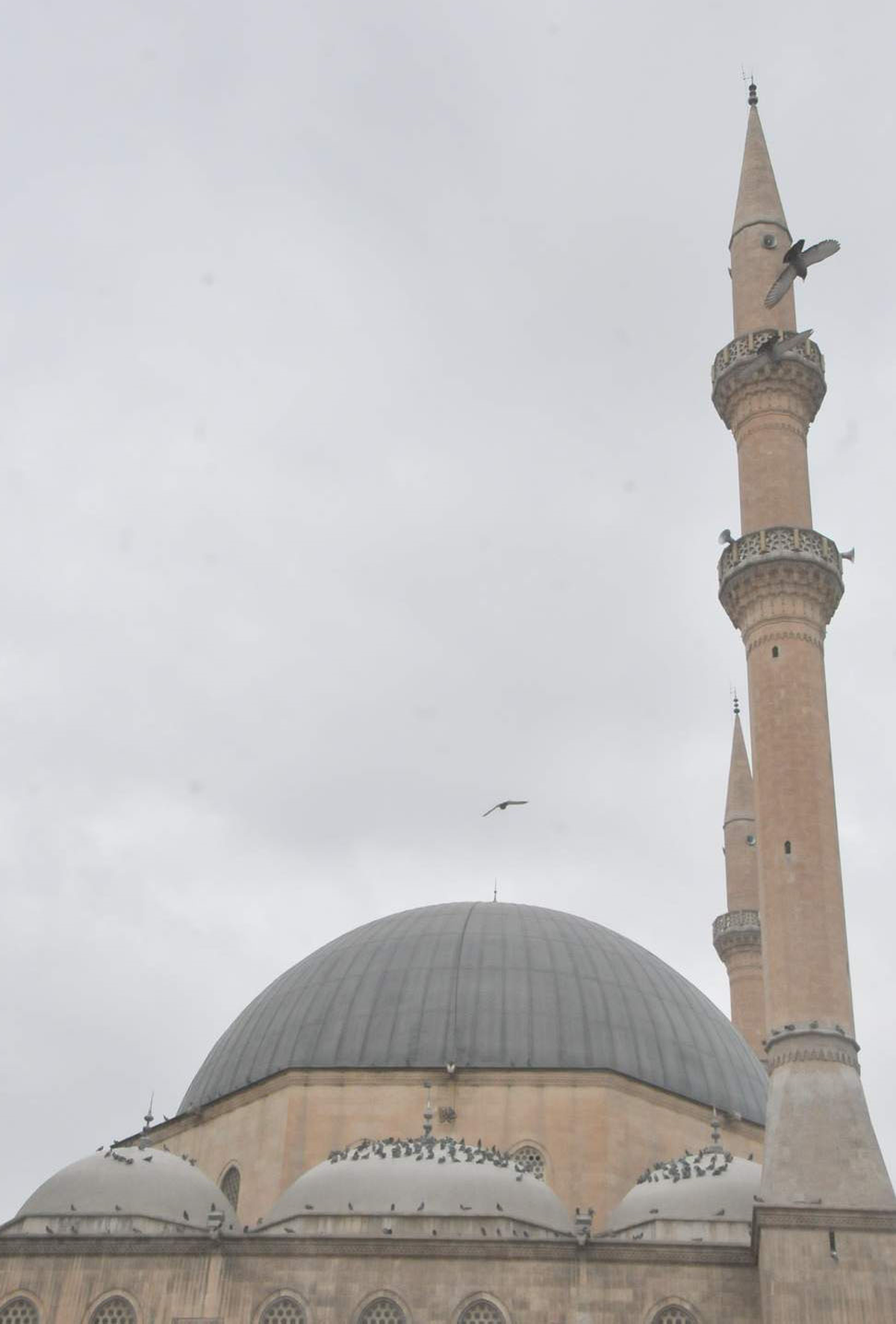 Cami Kubbesindeki Kuşların Eşsiz Güzelliği