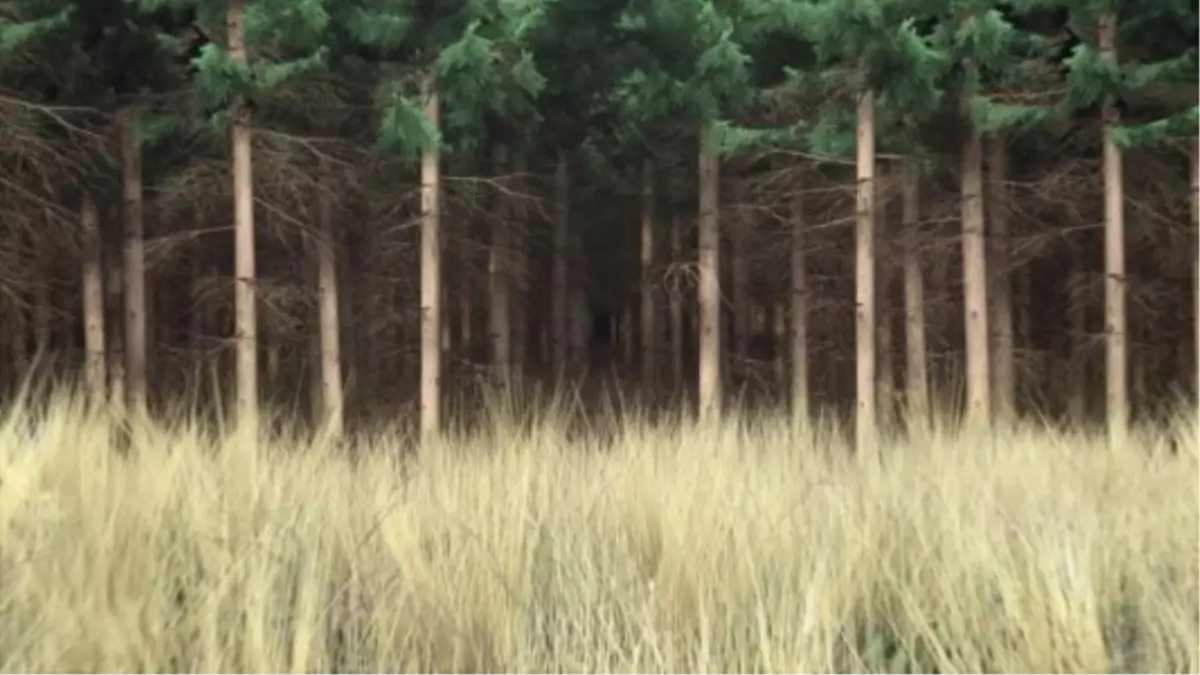 \'Doğanın Plastikliği\' Şekerbank Açıkekran\'da