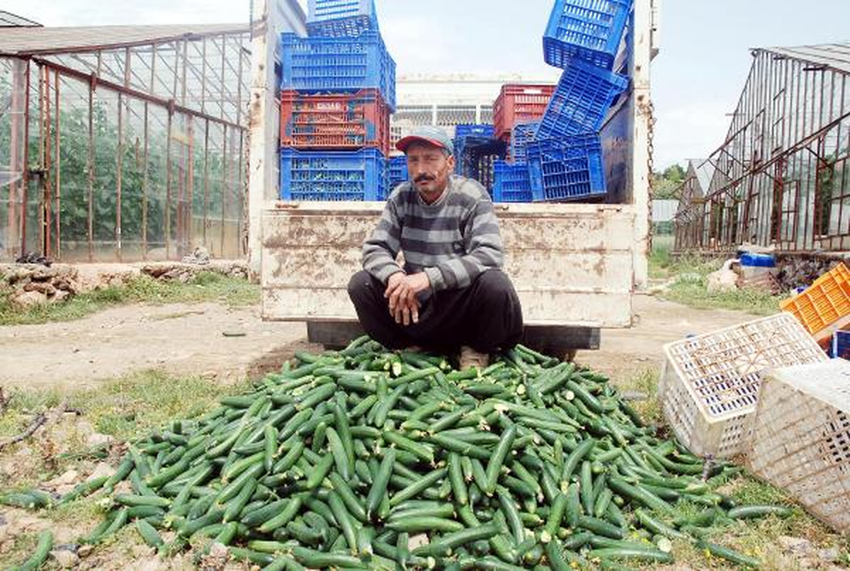Gazipaşalı Çiftçi, Fiyatı 5 Kuruşa Düşen Salatalığı Sokağa Döktü
