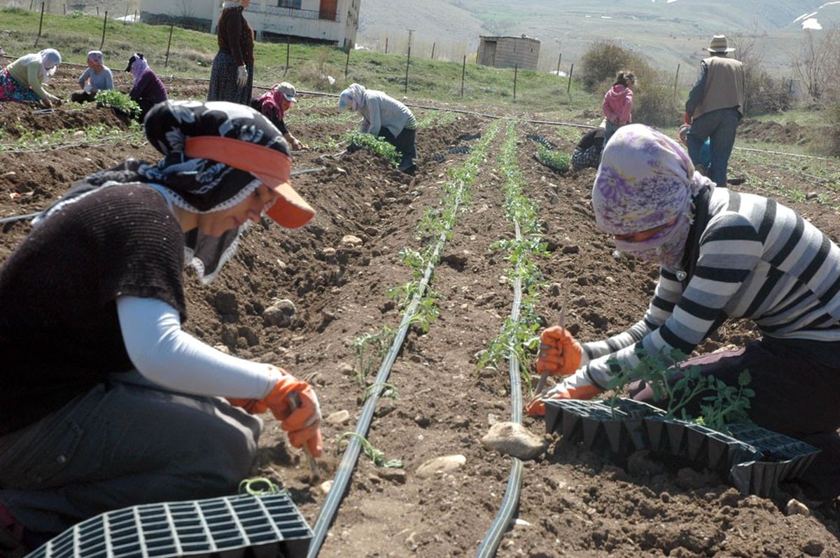 Gevaş Sebze Üreticiliğindeki Başarısını İspatladı