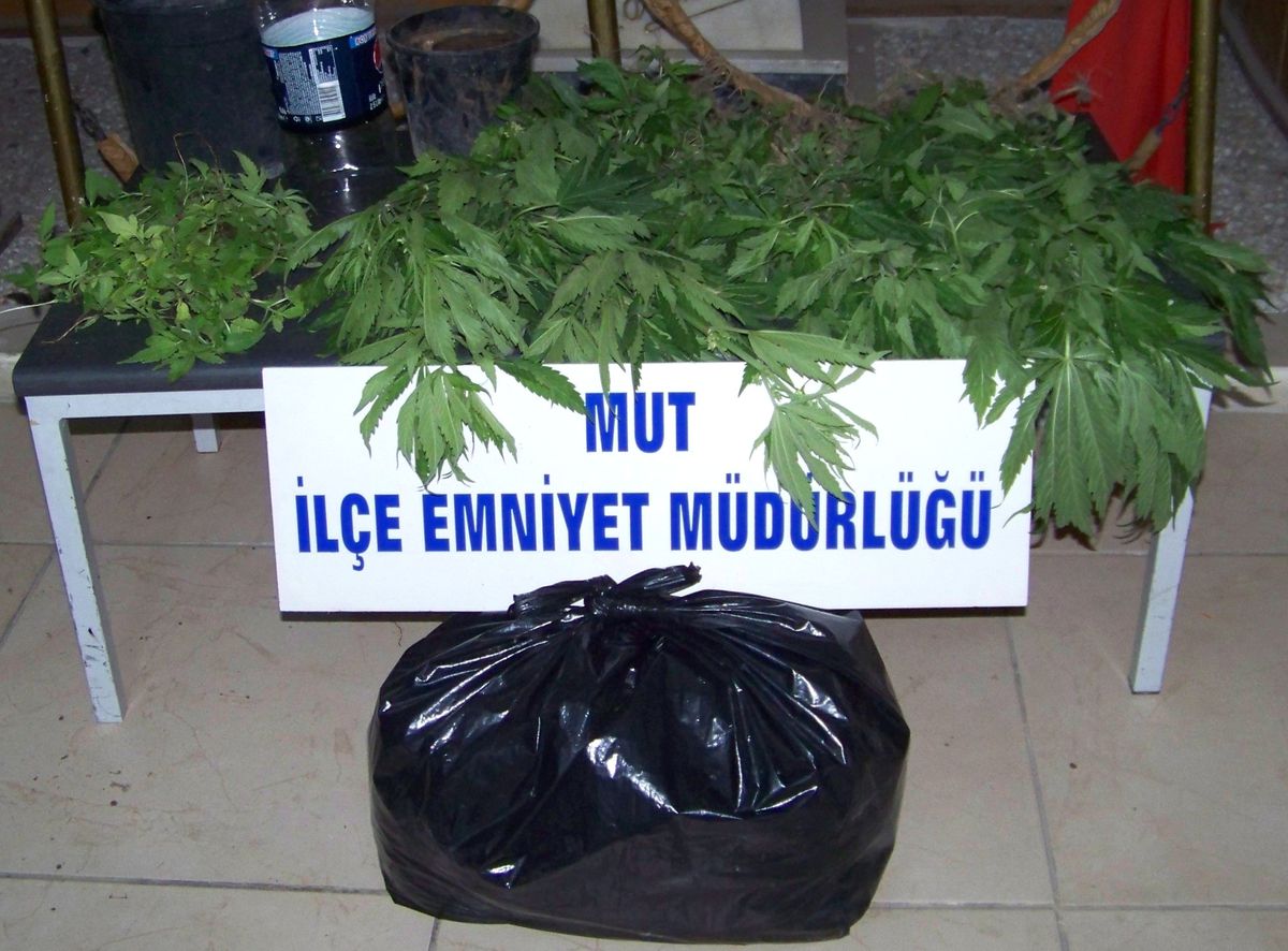 Mut\'ta 180 Kök Hint Keneviri Ele Geçirildi