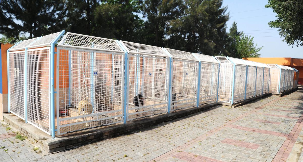Sokak Hayvanları Özgürlüklerine Kavuşuyor