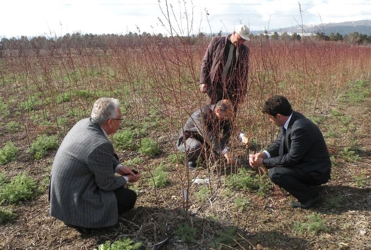 Erzincan\'da Zerdali Projesi ile Sanayi Meyveciliği Gelişiyor