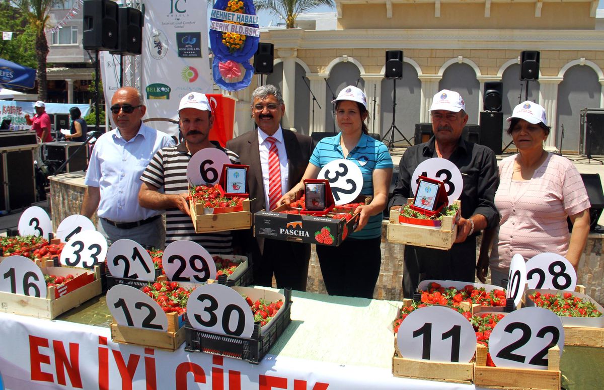 Festivalde 2 Ton Çilek Dağıtıldı