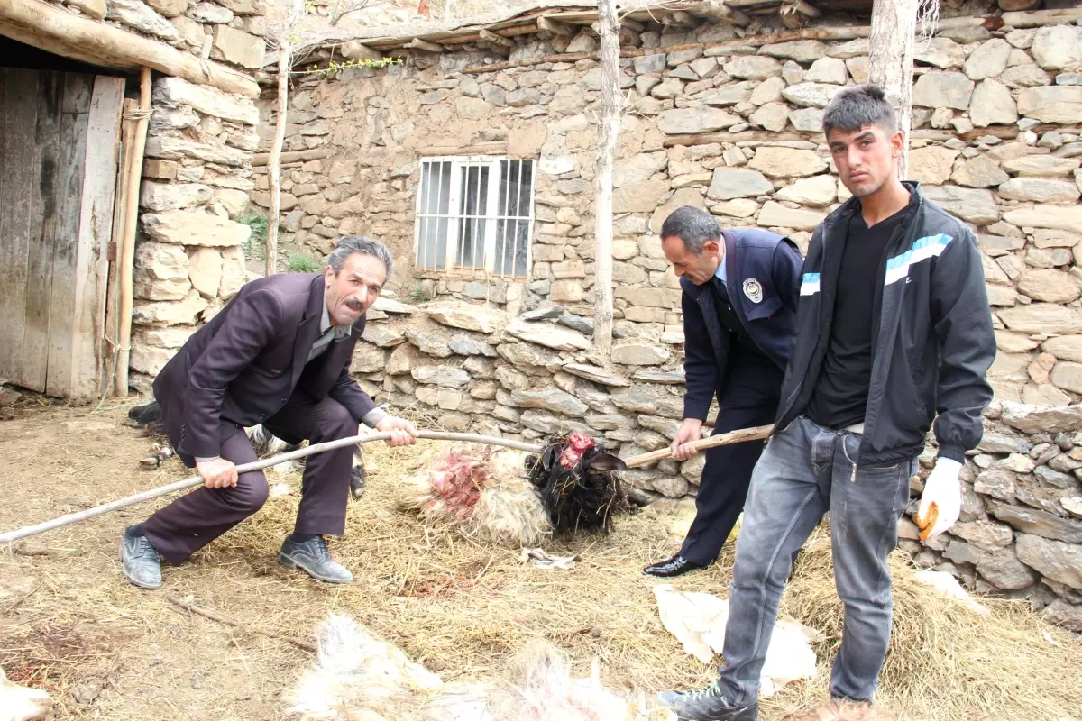 Hakkari\'de Başıboş Köpek Dehşeti