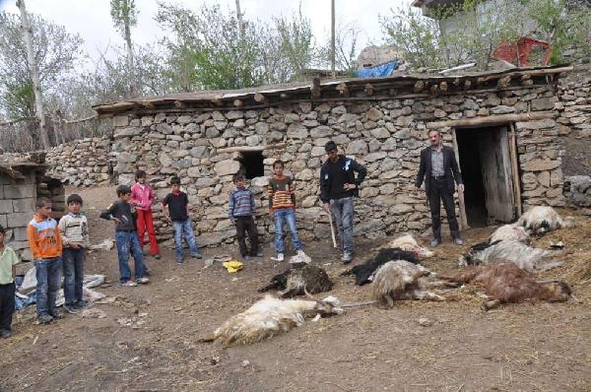 Hakkari\'de Köpekler 10 Keçiyi Telef Etti