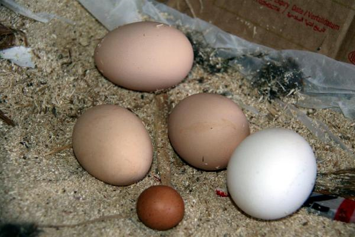 Misket Büyüklüğündeki Yumurta Şaşırttı