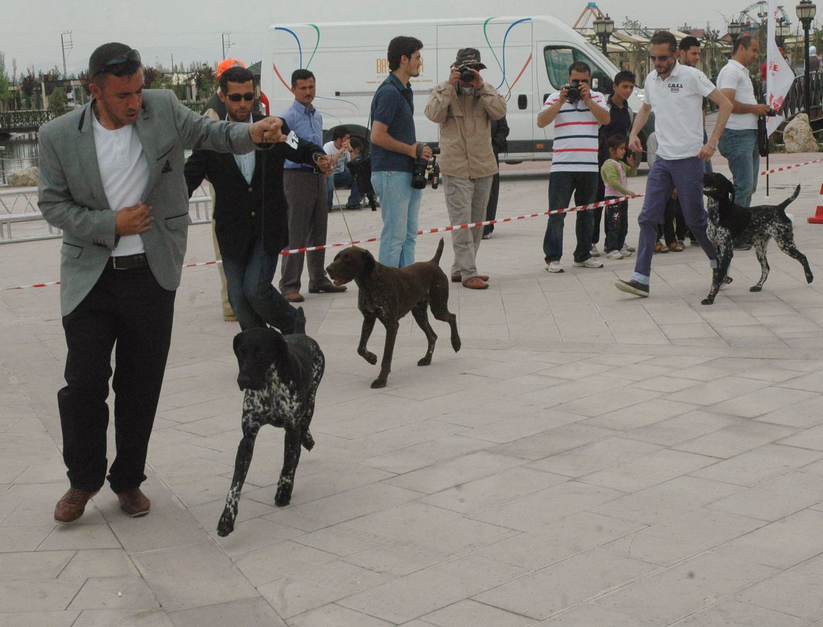 Pointer Köpekleri Birincilik İçin Yarıştı