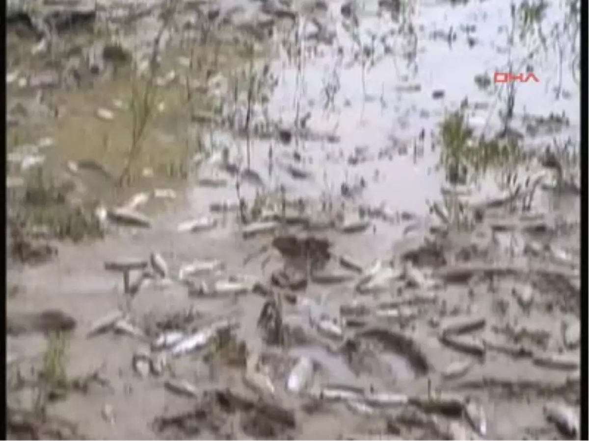 Dere Taştı, Alabayık Çiftliğindeki Balıklar Portakal Bahçesine Sürüklendi