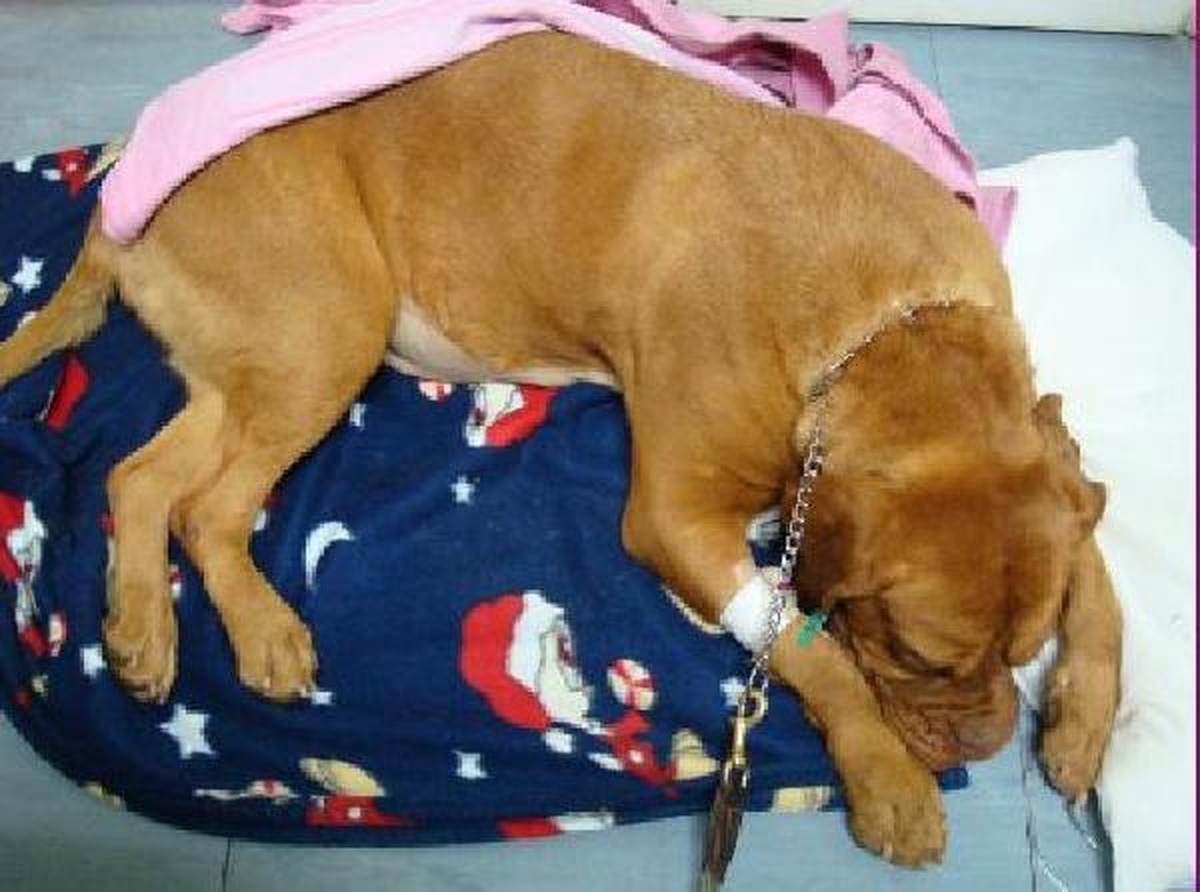 Köpeklerin Karnından 1,5 Kilo Kokain Çıkarıldı