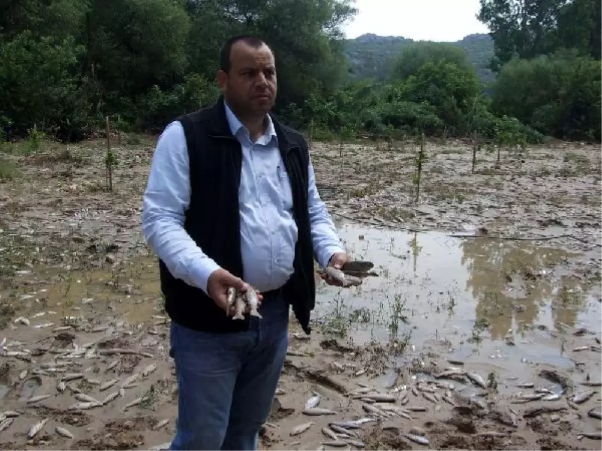 Portakal Bahçesinden Balık Topladılar