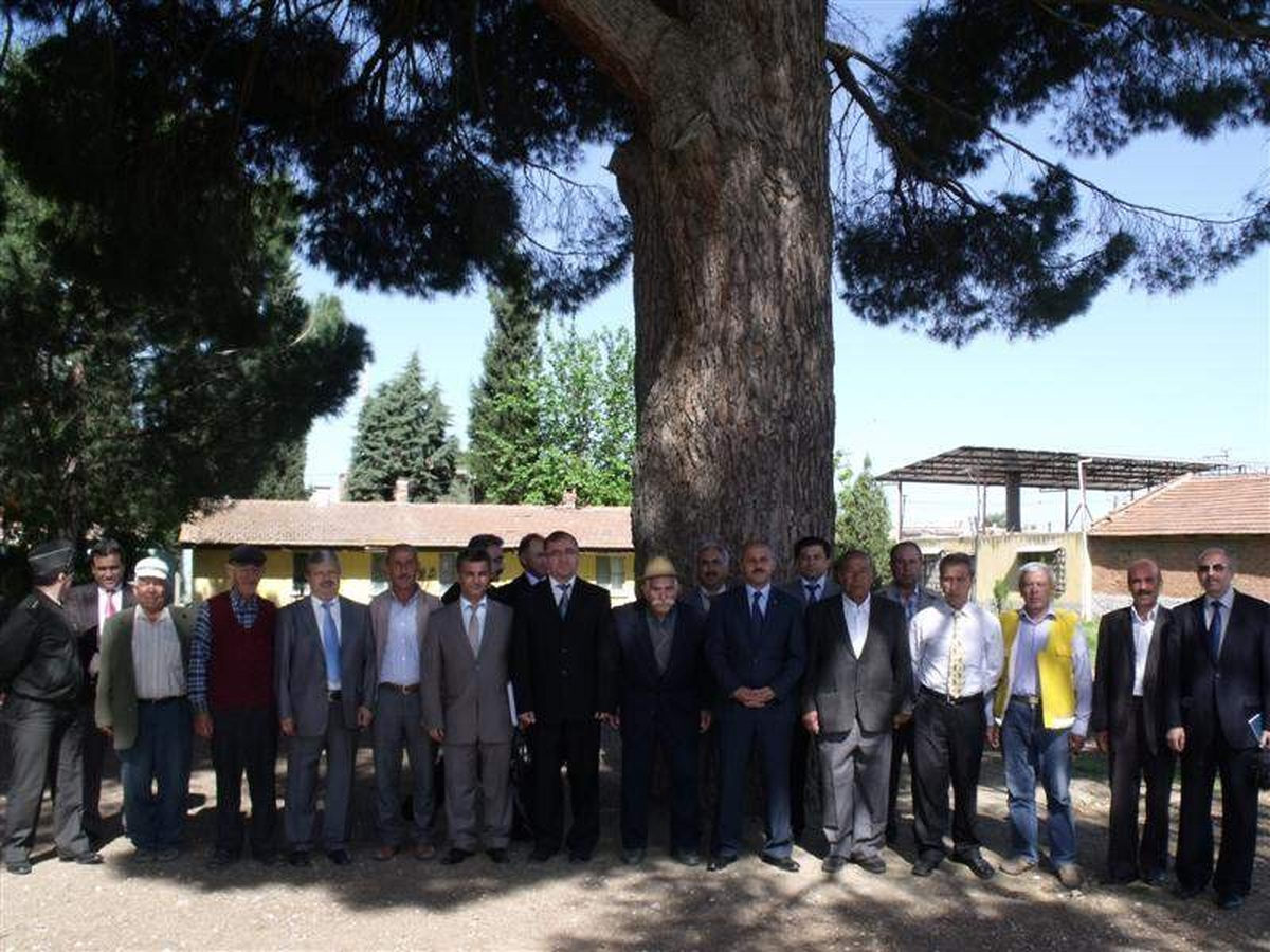 35 Yıl Önce Dikdiği Fidan Kocaman Ağaç Oldu