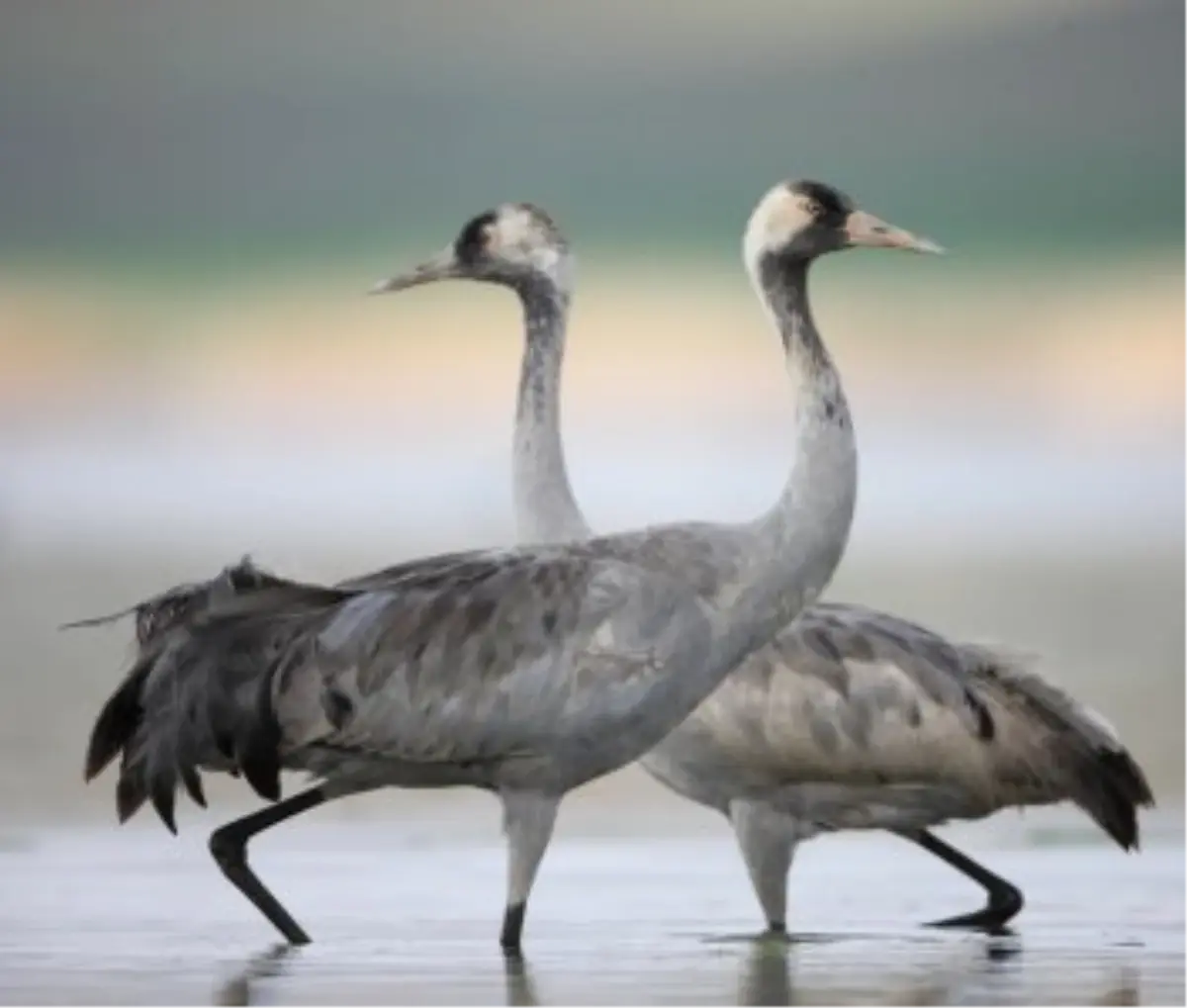 Anadolu Dağ Turnası Keşfedildi