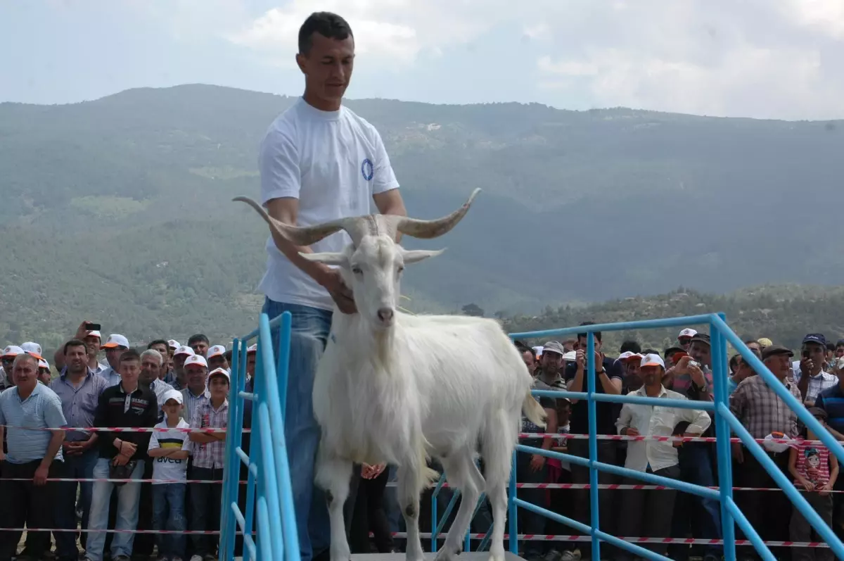 Bu Defa Keçiler ve Çobanlar Yarıştı