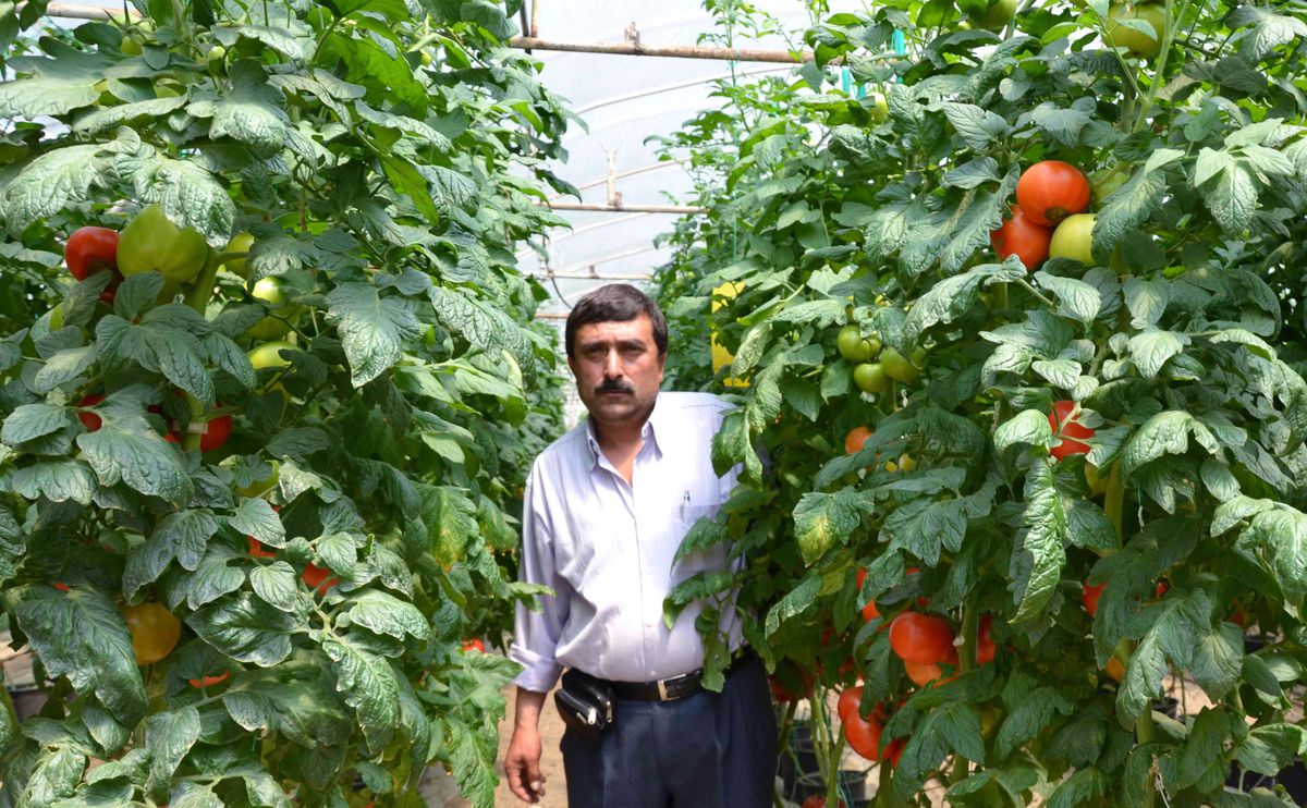 Domates, Üreticinin Gözdesi Oldu